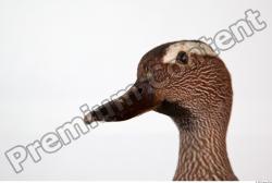 Head Duck